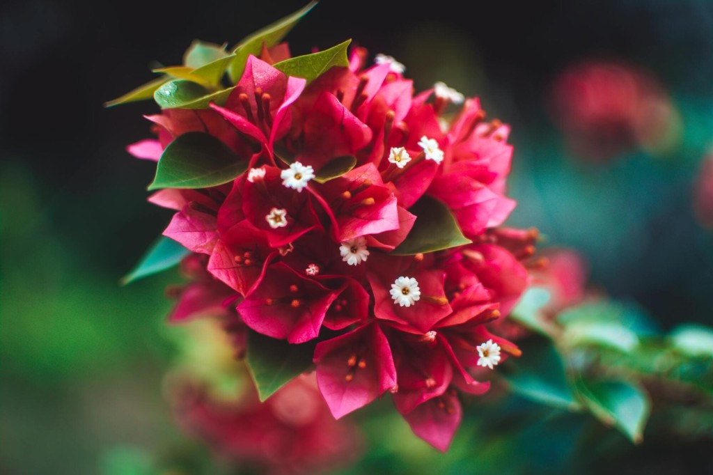 Quali fiori regalare alla tua migliore amica