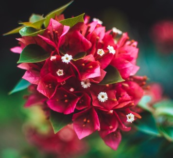 Quali fiori regalare alla tua migliore amica?