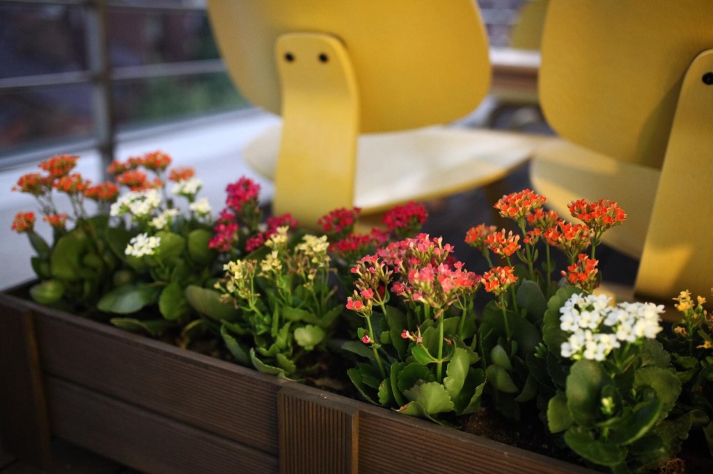 Piante da fiore per il terrazzo