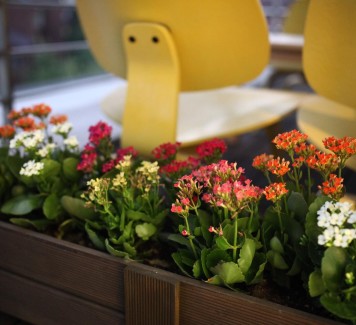 Quali piante da fiore scegliere per il terrazzo