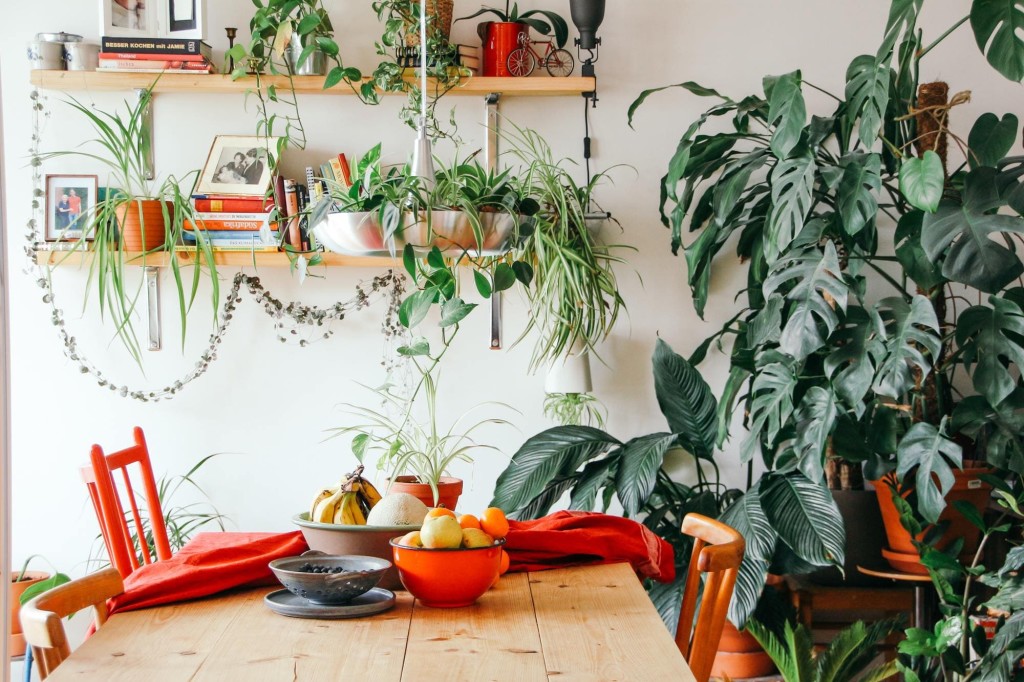 piante in buona salute