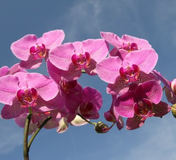 Come prendersi cura delle orchidee