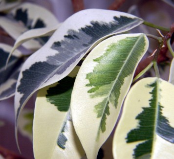 Ficus Benjamin, per dare un tocco esotico alla tua casa