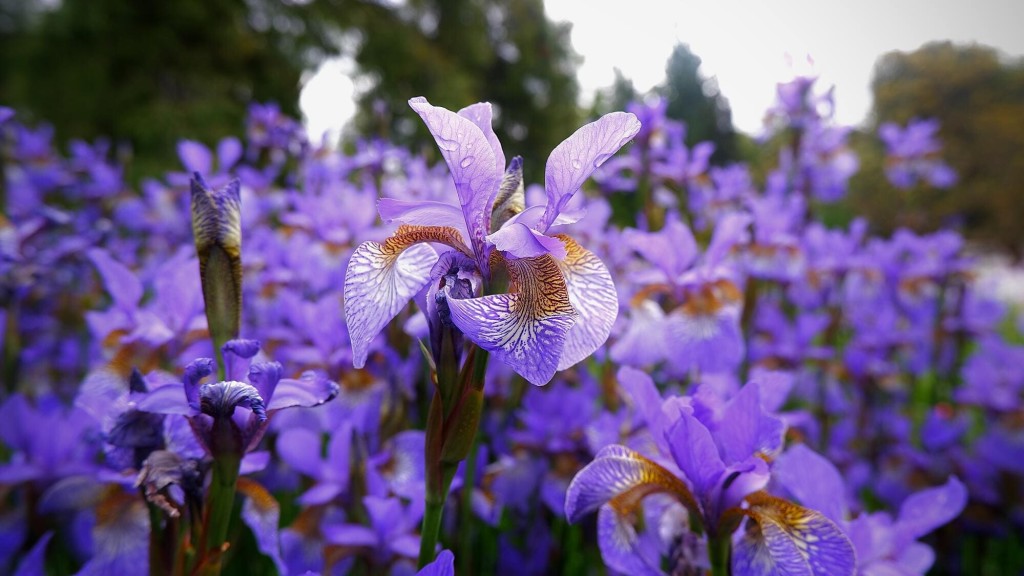 iris