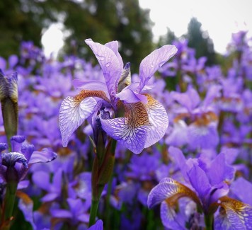 Iris: leggiadre fatine dai mille colori