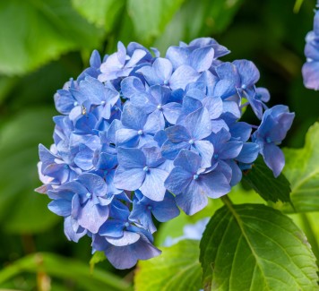 Il fascino senza fine delle ortensie