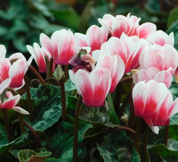 Fiori da regalare: i ciclamini sono perfetti!