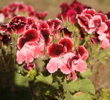 Gerani: dai fiori alle foglie è tutto uno spettacolo