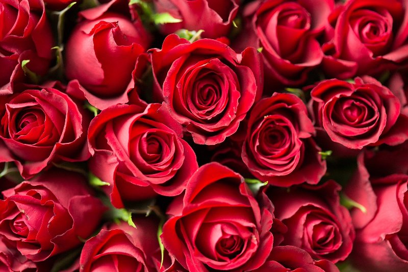 Anniversario_Rose_Rosse__