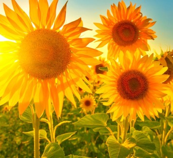 Il girasole: l’estate racchiusa in un fiore