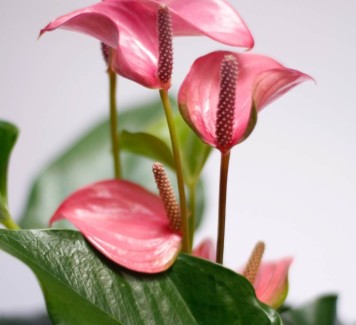 Quali fiori regalare a un uomo?