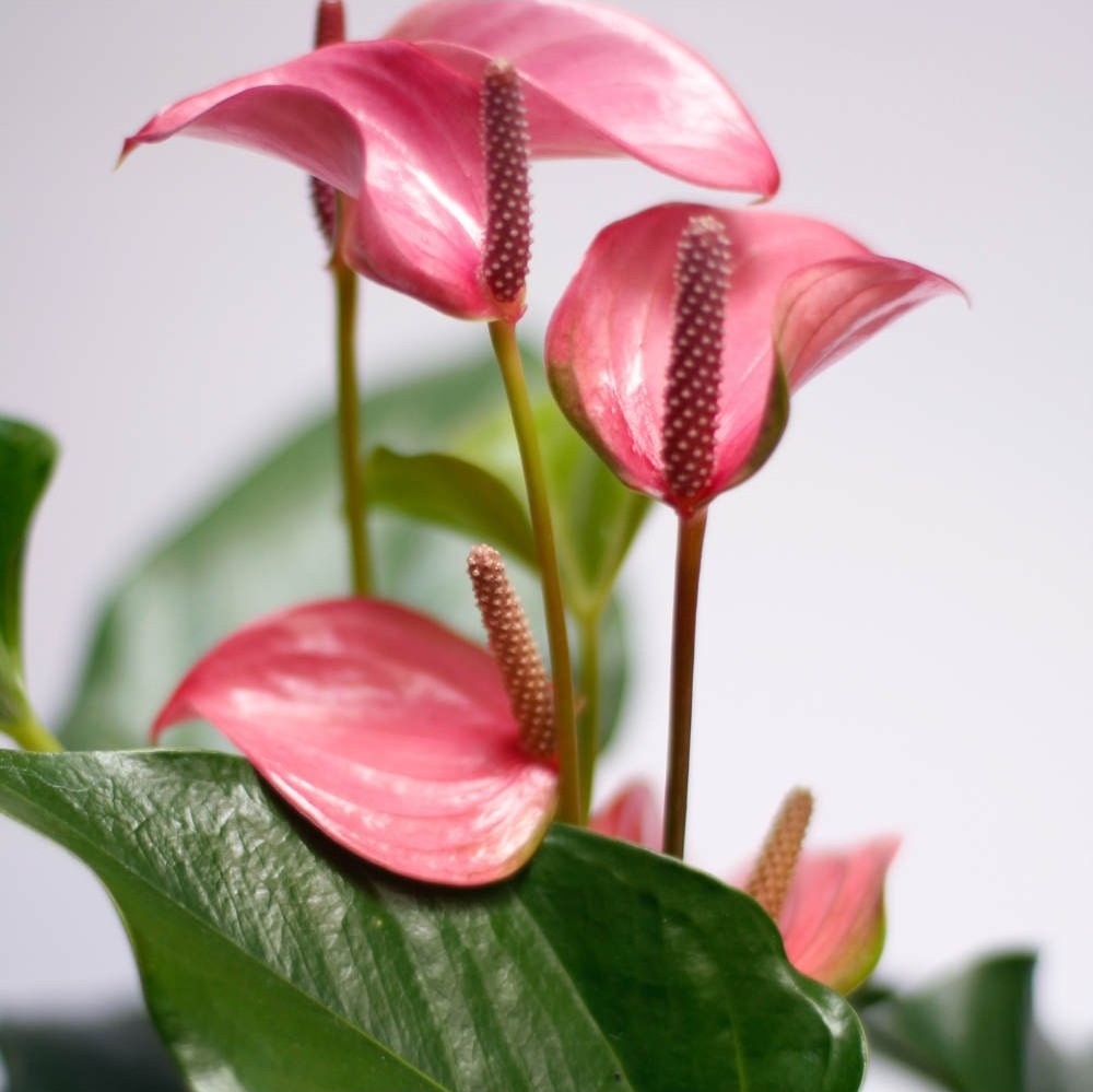 anturio-rosa