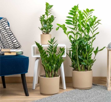 Zamioculcas: la regina delle piante da appartamento