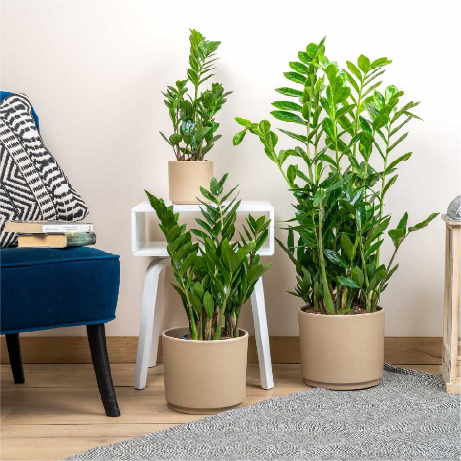 ZAMIOCULCAS-3