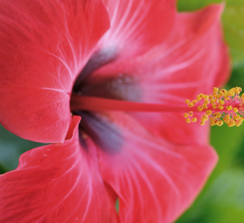 Ibisco: fiore autunnale sinonimo di bellezza