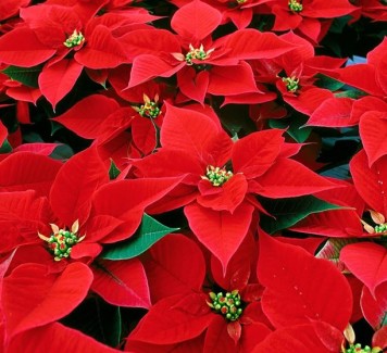 Piante e fiori da regalare a Natale: guida agli acquisti