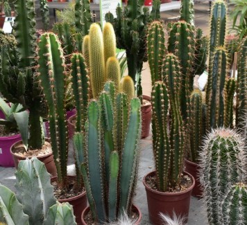 Prendersi cura delle piante grasse: guida essenziale