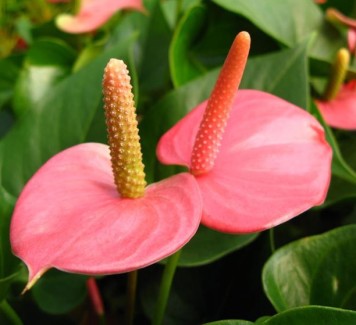 Anthurium: prendersi cura di questo fiore prezioso