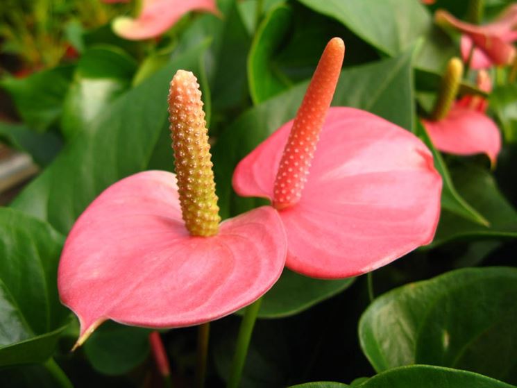 anthurium_NG1