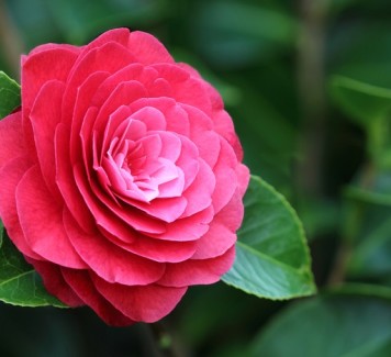 San Valentino: che fiori regalare? Guida alla scelta