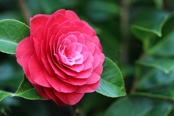 come-coltivare-la-camelia-1