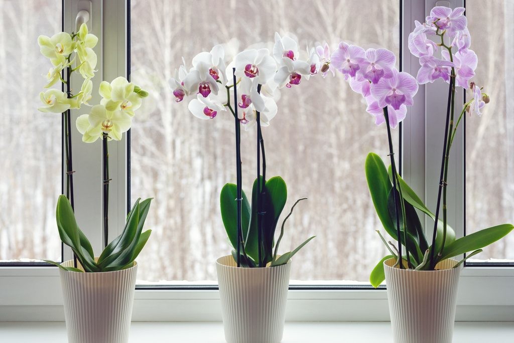 imm_art_orchidee2-1024x684