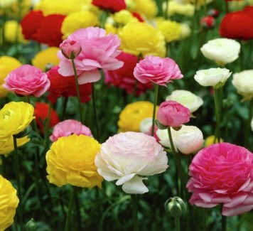 Fiori e Pasqua: 3 composizioni perfette per il tuo centrotavola