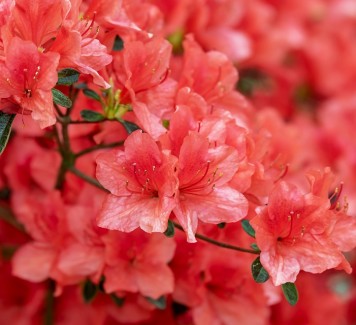 Festa della mamma 2022: i migliori fiori da regalare in base al loro significato
