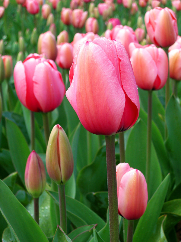 tulipa