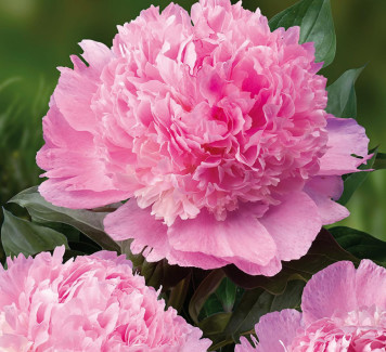 La peonia, tra i fiori di maggio di più belli
