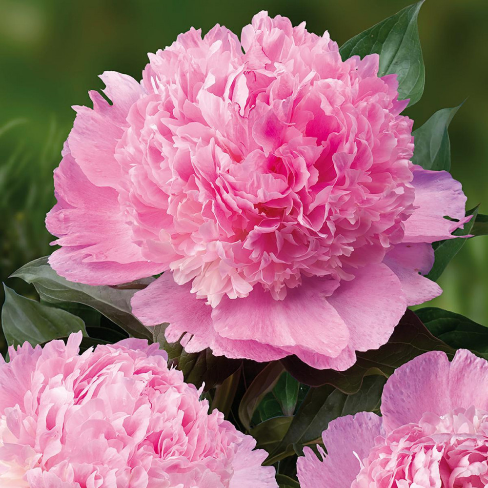 peonia-erbacea-angel-cheeks