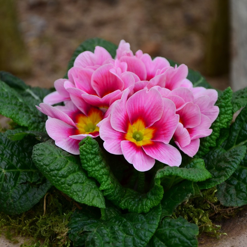 semina-della-primula