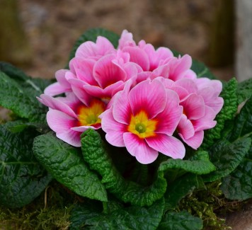 Primula: regala il primo fiore della primavera