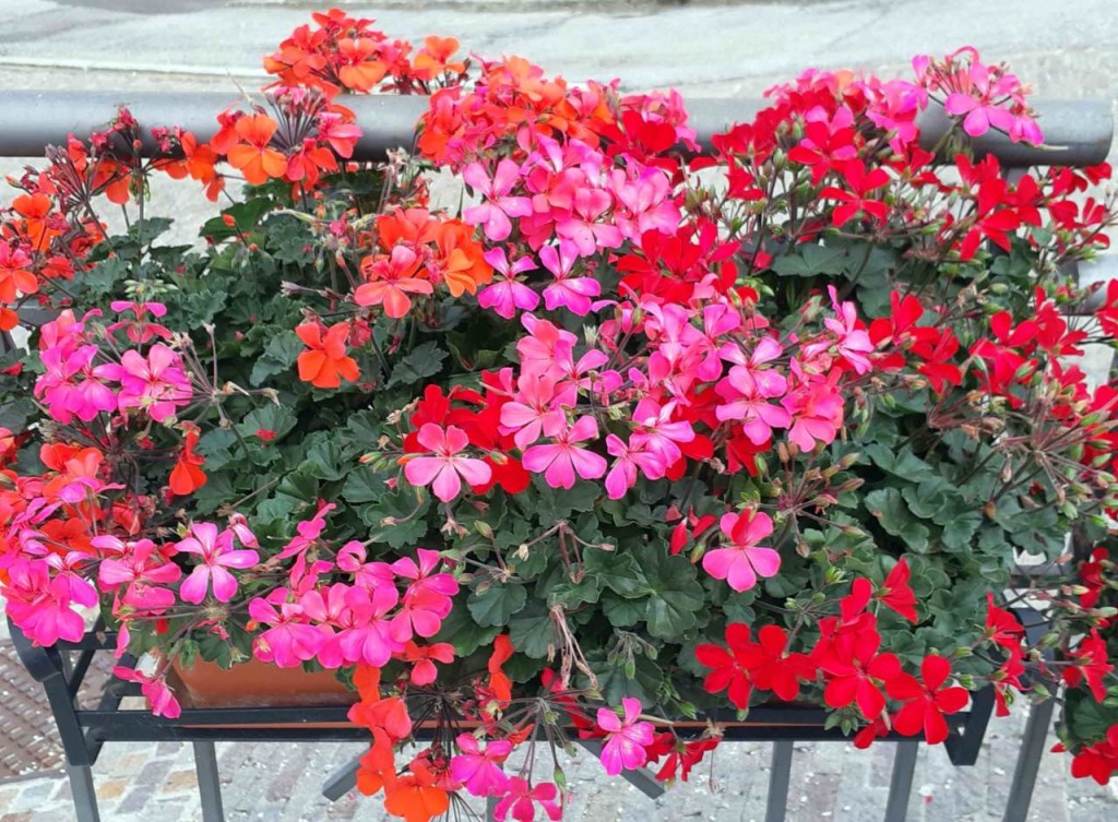 20200819_fioriere_pelargonium3