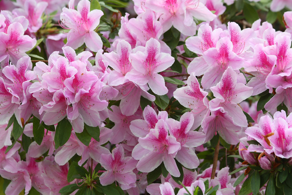 come-coltivare-curare-azalea-in-vaso-in-giardino-1
