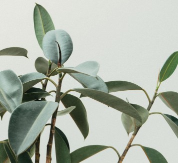 Plant Sitter: arriva chi controlla le tue piante quando sei in vacanza