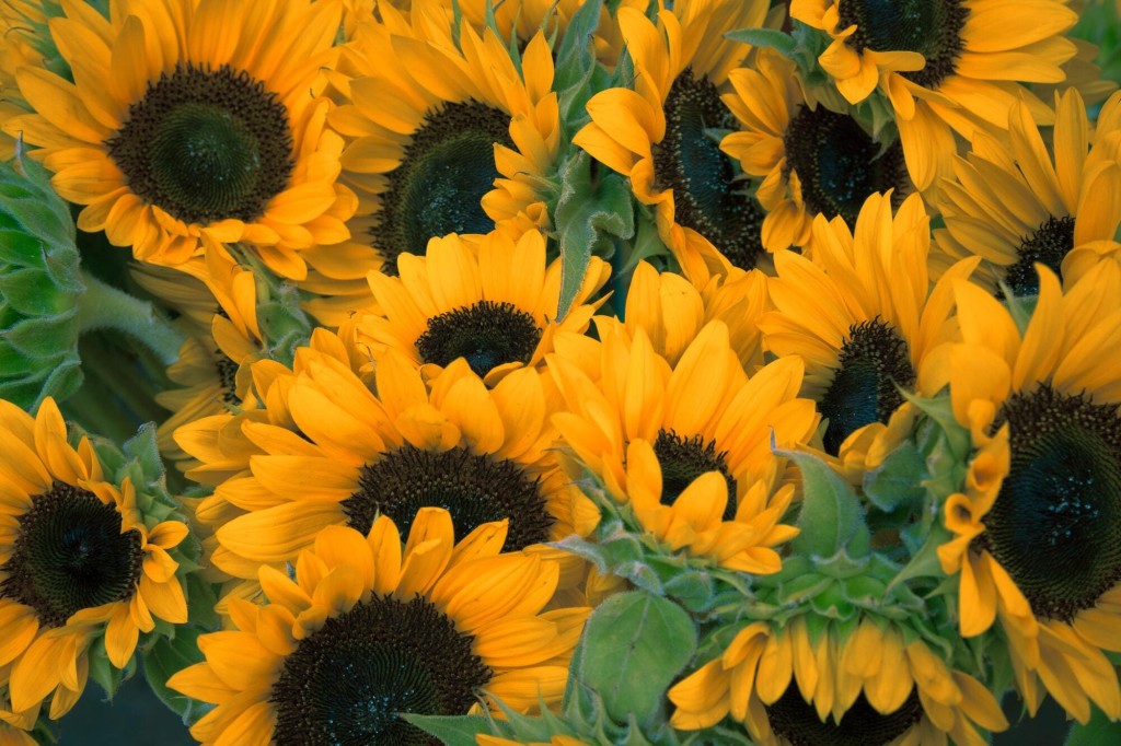 bouquet di girasoli