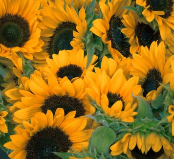 Meravigliosi bouquet con i girasoli