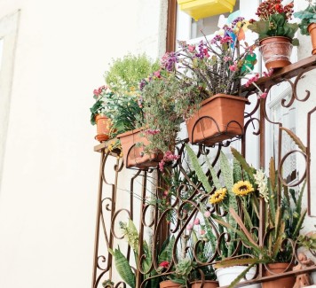 Fiori per terrazzo estivo: 3 varietà top