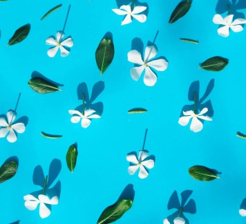 Sushi Flowers: l’ultima tendenza floreale fatta apposta per stupire
