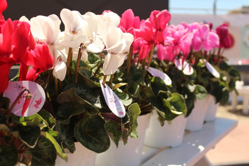 Fiori autunnali