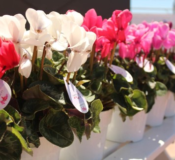 I fiori autunnali più belli