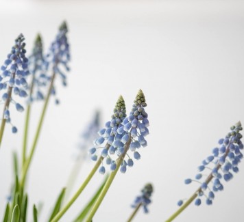 Come abbellire il giardino con le piante invernali da esterno