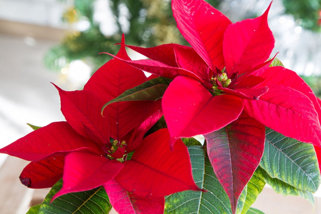 stella di natale