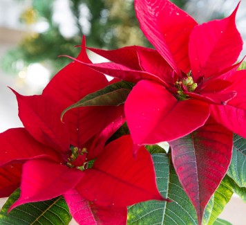 Stella di Natale: tutto quello che c’è da sapere