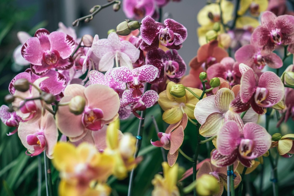 Orchidee in casa