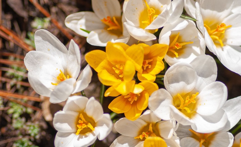 fiori primaverili