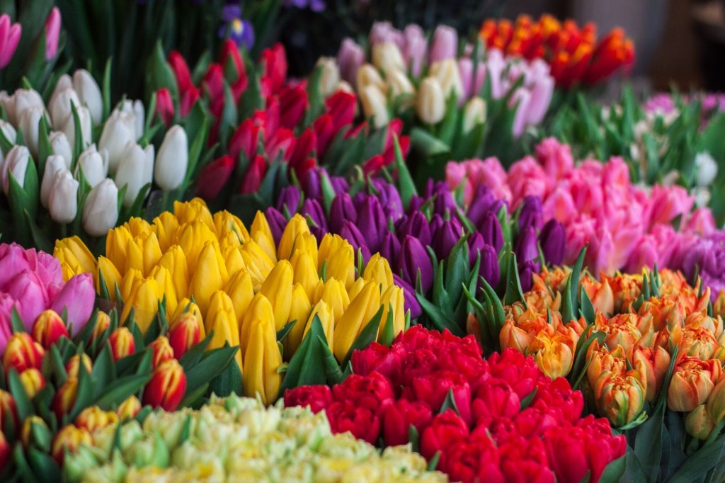 regalare tulipani
