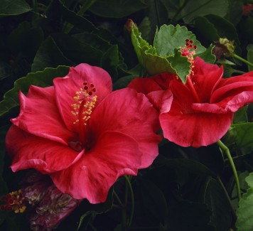 Quali sono i fiori tipici del mese di giugno?
