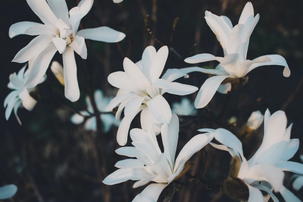 Quali sono i fiori più profumati